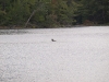 Common loon on Gun Harbor
